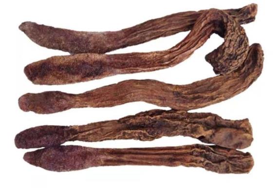 日媒：日本群马县宣布发现迄今最古老白鱀豚科化石